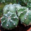 Echinopsis _subdenudata _01